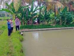 Dukung Program Pemerintah, Polsek Padarincang Bersama Warga Giat Pembenihan bibit Ikan Nila.