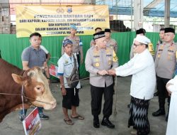 Dukung Acara Guru Sekumpul, Kapolri Berikan Empat Ekor Sapi Limousin