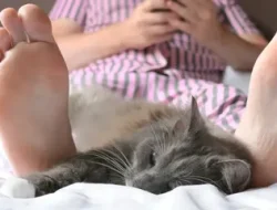 Alasan Kucing Suka Tidur di Kaki Pemiliknya