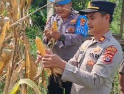 Mendukung Swasembada Pangan 2025. Polsek Cikeusal Tinjau Pertanian Jagung Program Ketapang