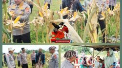 Kapolres Serang Panen Jagung Bersama Poktan Binaan