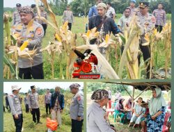 Kapolres Serang Panen Jagung Bersama Poktan Binaan
