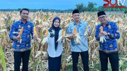 Bupati Serang Panen Raya Jagung di Desa Rancasumur