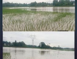 2.175 Hektare Lahan Pertanian di Kabupaten Serang Terdampak Banjir