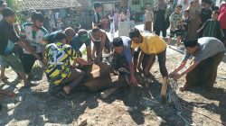 Masjid At taqwa Citeureup Sembelih 16 Hewan Qurban